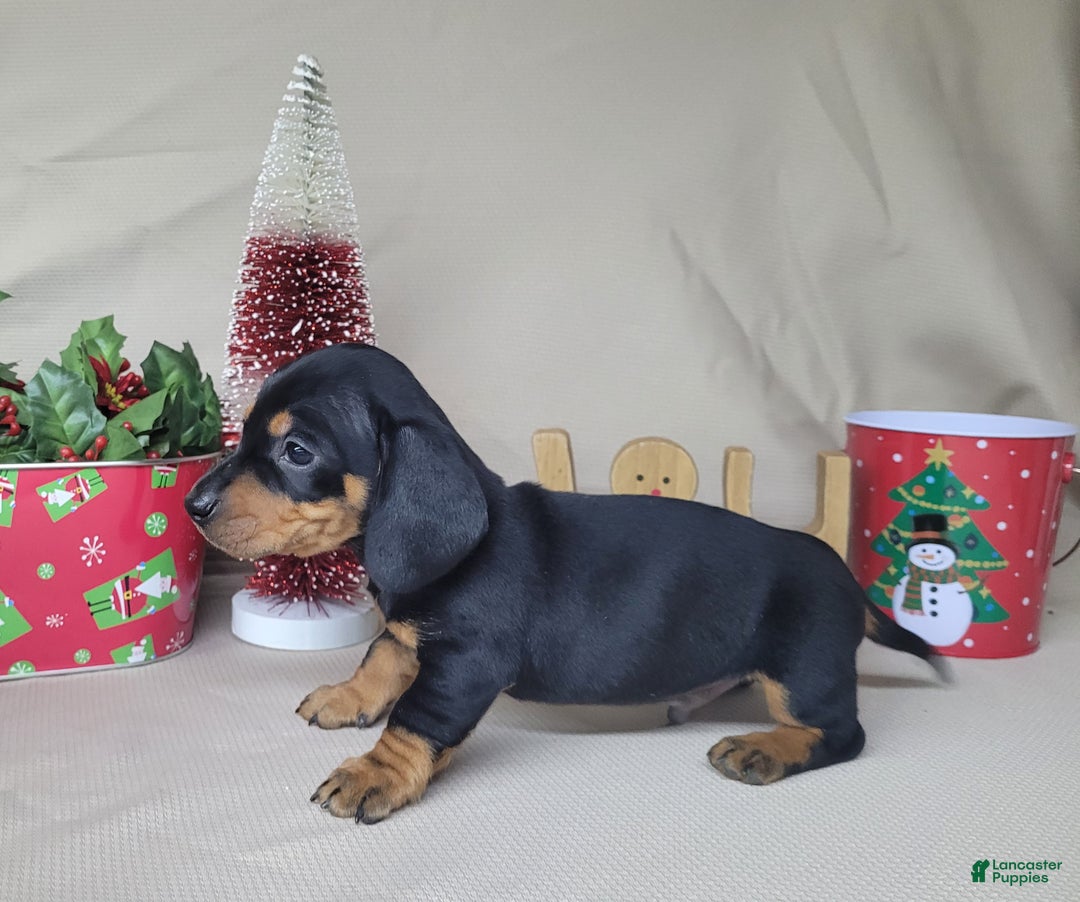 Miniature Dachshund dogs for sale: AKC Thor - Ad 4