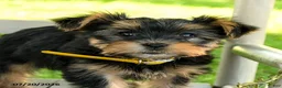 Yorkshire Terrier dogs for sale: Maxwell - Ad 4