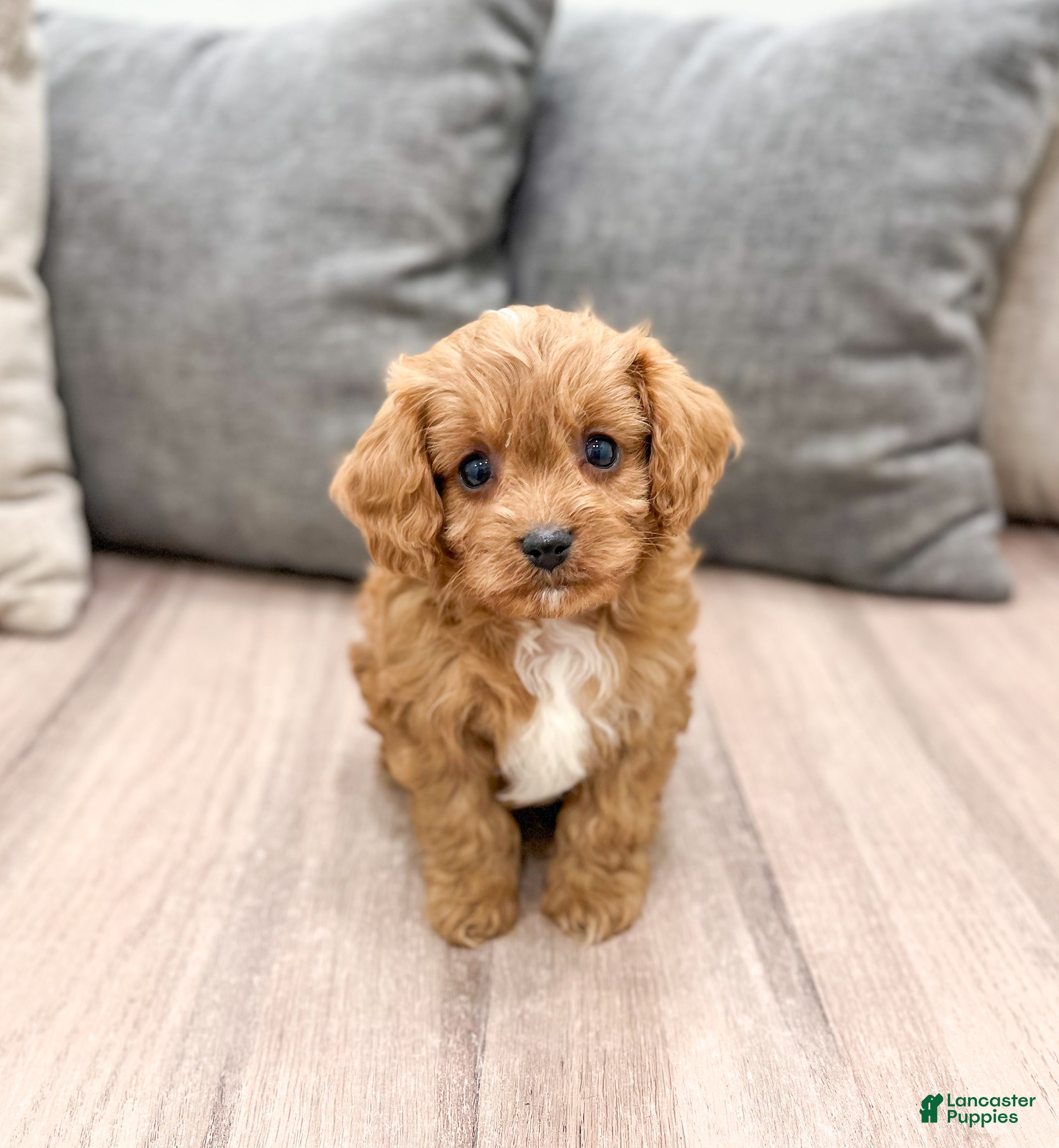 Cavapoo dogs Rambo - Ad 7