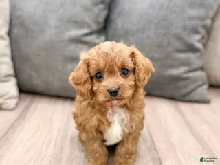 Cavapoo dogs Rambo - Ad 7