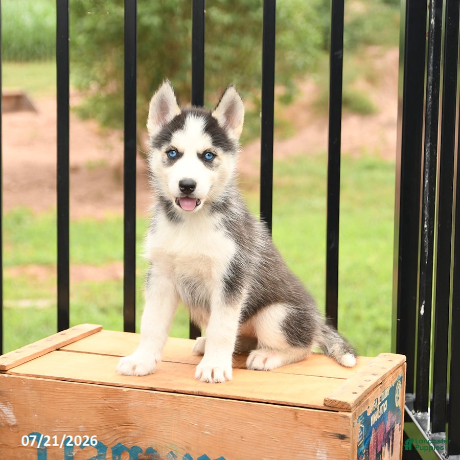 Siberian Husky dogs Barbie - Ad 1
