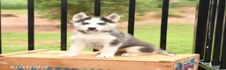 Siberian Husky dogs for sale: Barbie - Ad 1