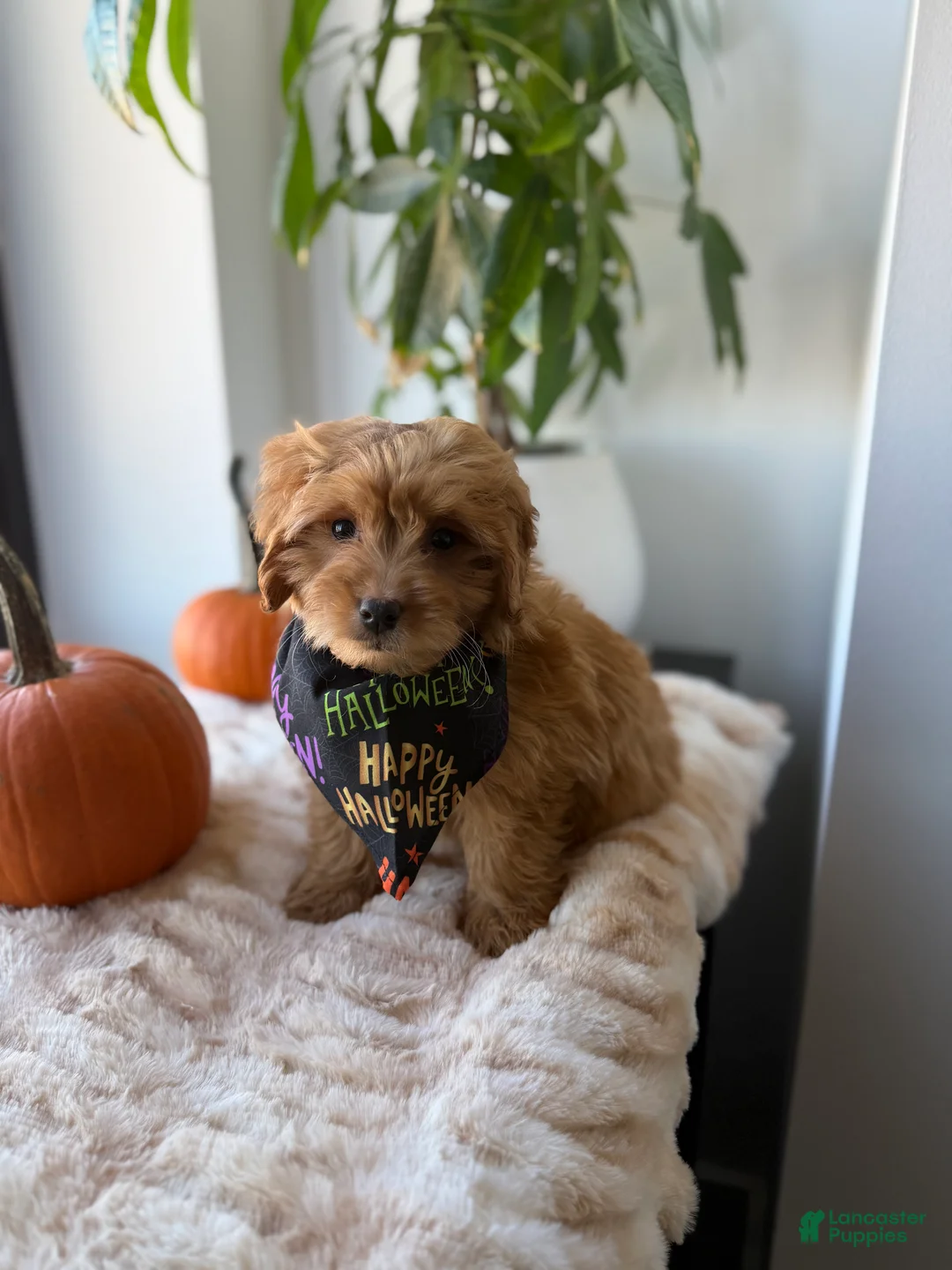 Mini Goldendoodle dogs for sale: Dior - Ad 1