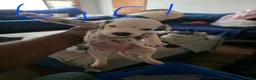 Dalmatian dogs for sale: Girl 2 - Ad 1