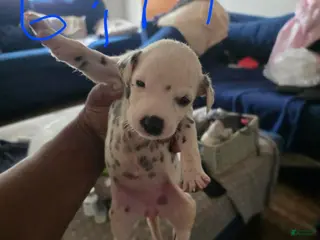 Dalmatian dogs Girl 2 - Ad 35