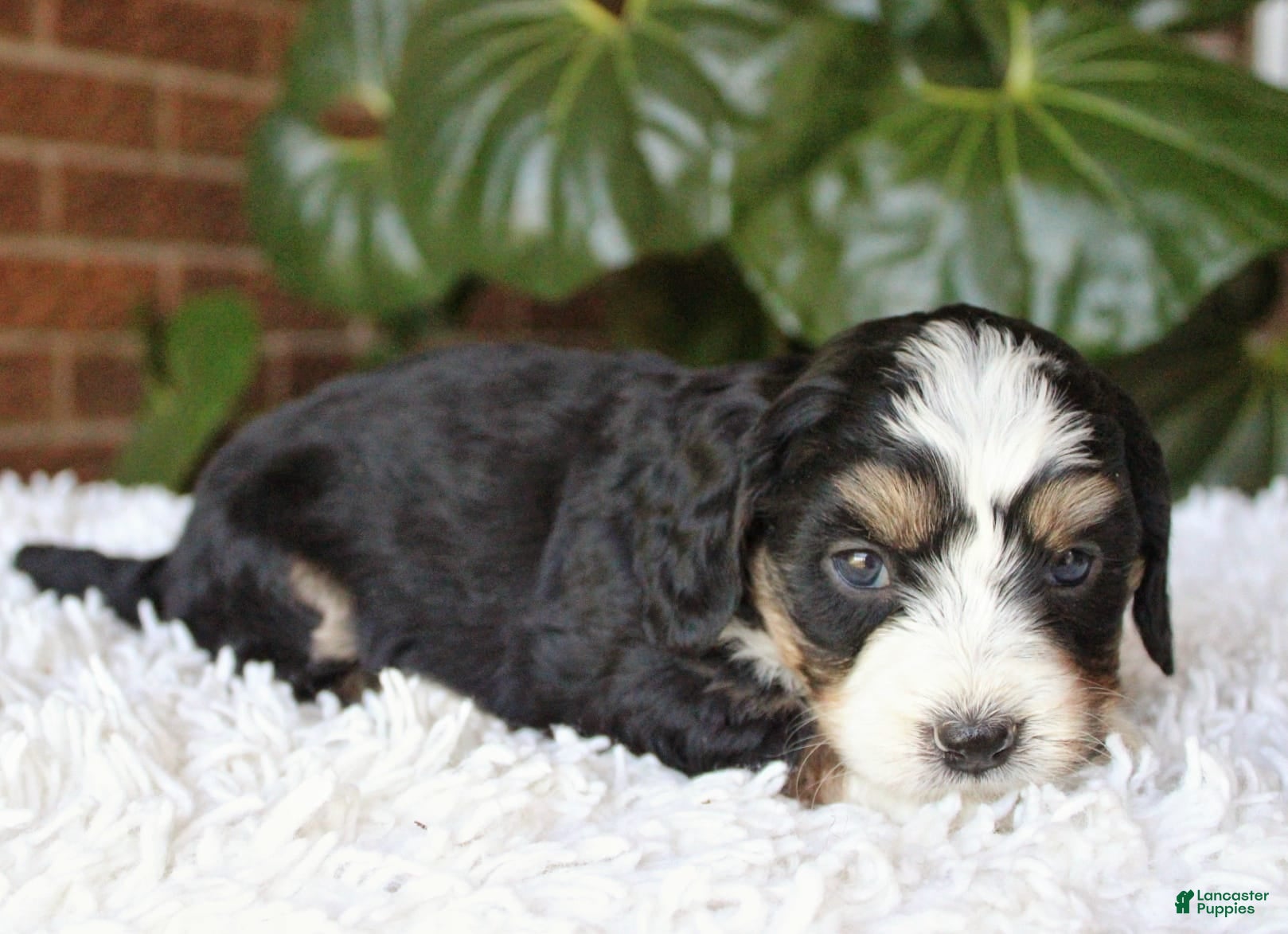 Mini Bernedoodle dogs Molly - Ad 2