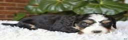 Mini Bernedoodle dogs for sale: Molly - Ad 2