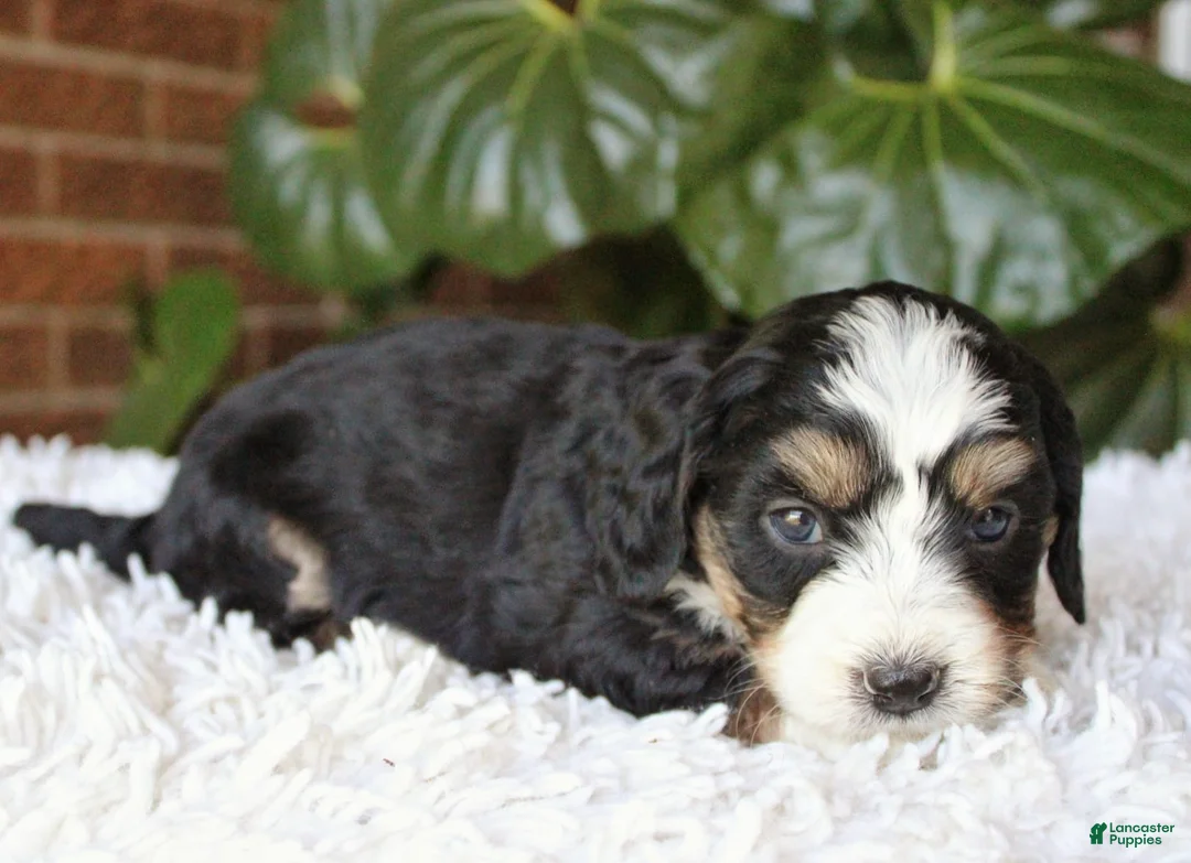 Mini Bernedoodle dogs for sale: Molly - Ad 2