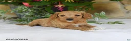 Mini Goldendoodle dogs for sale: Reba - Ad 3