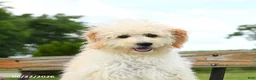 Goldendoodle dogs for sale: Stella - Ad 3