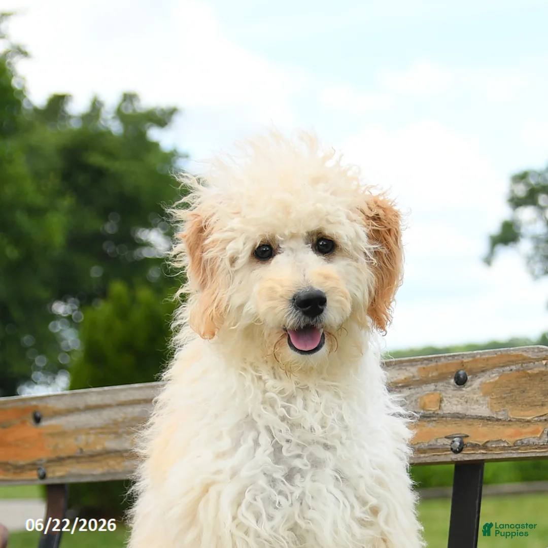 Goldendoodle dogs for sale: Stella - Ad 3
