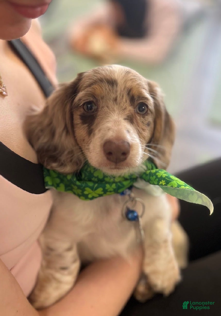 Miniature Dachshund dogs Wrigley - Ad 2