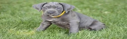 Cane Corso dogs for sale: Sage - Ad 4