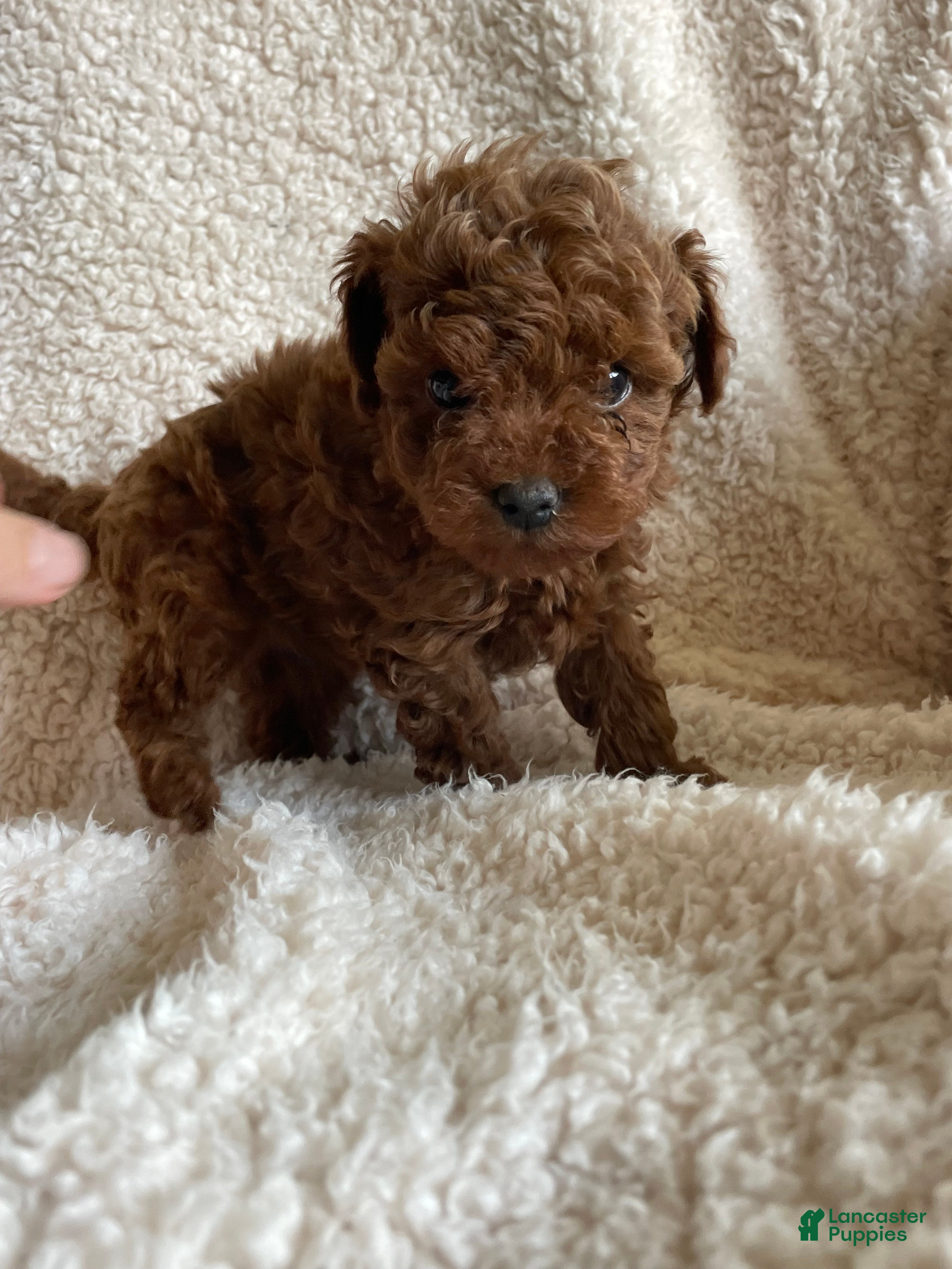 Toy Poodle dogs Nugget - Ad 21