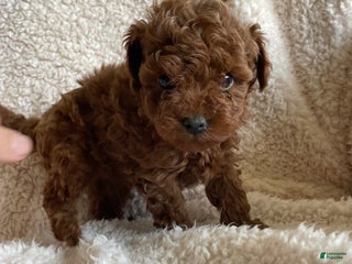 Toy Poodle dogs Nugget - Ad 40