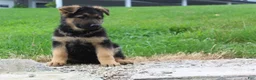 German Shepherd dogs for sale: Echo  - Ad 7
