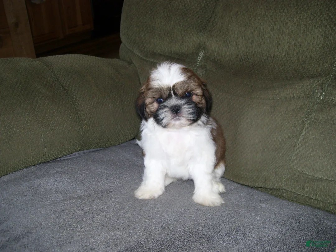 Shih Tzu dogs for sale: TIMMY - Ad 2
