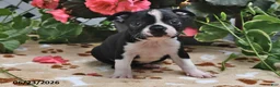 Boston Terrier dogs for sale: Lucinda - Ad 2