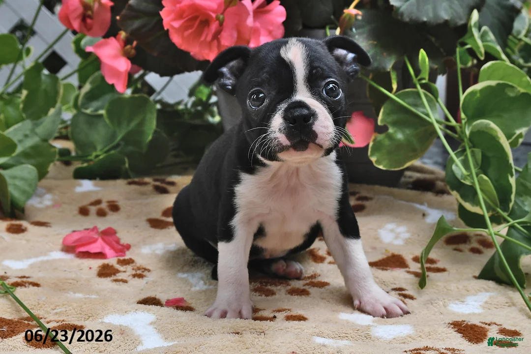 Boston Terrier dogs for sale: Lucinda - Ad 2