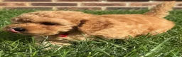 Miniature Labradoodle dogs for sale: Dolly - Ad 9