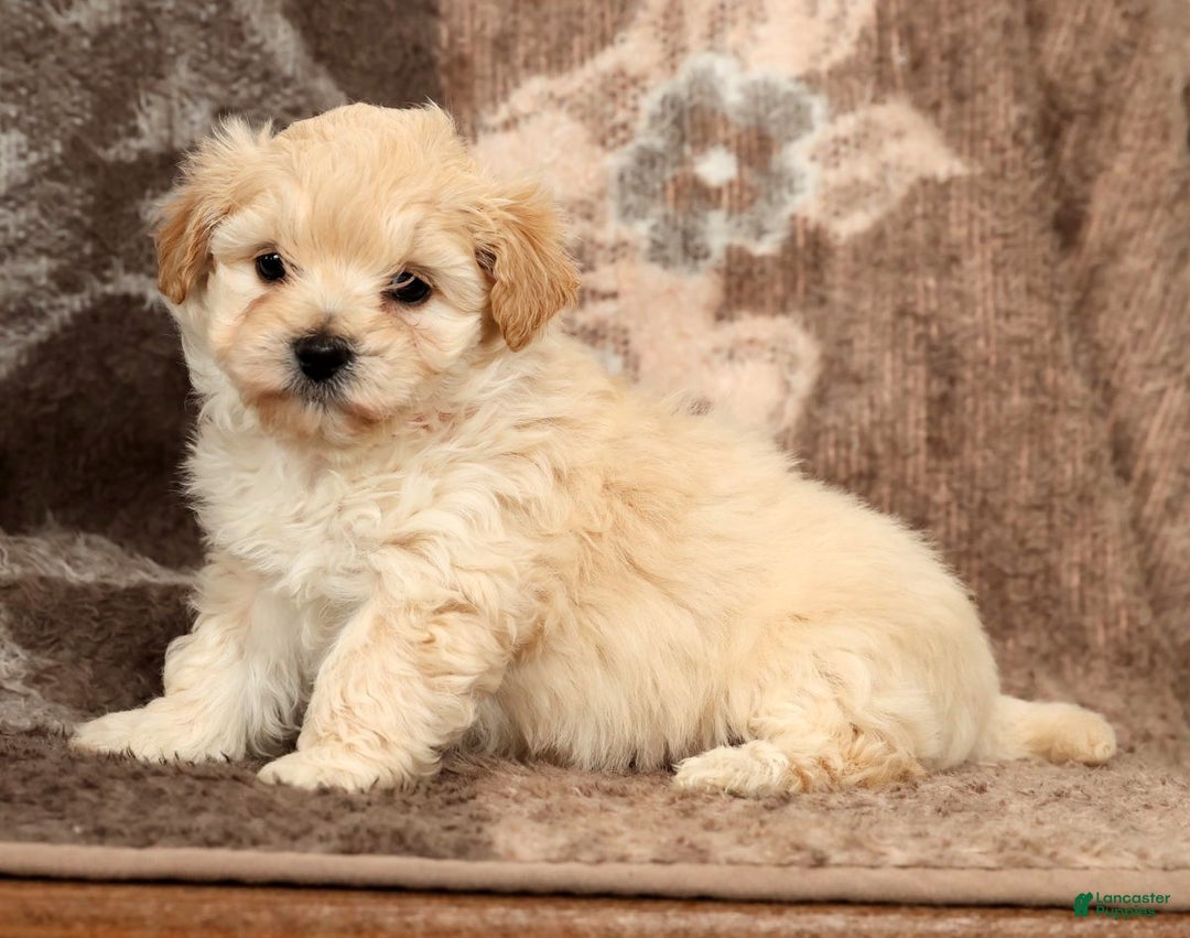 Maltipoo dogs for sale: Lexie - Ad 6