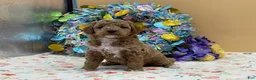 Mini Goldendoodle dogs for sale: Sadie Mini Goldendoodle Puppy  - Ad 4