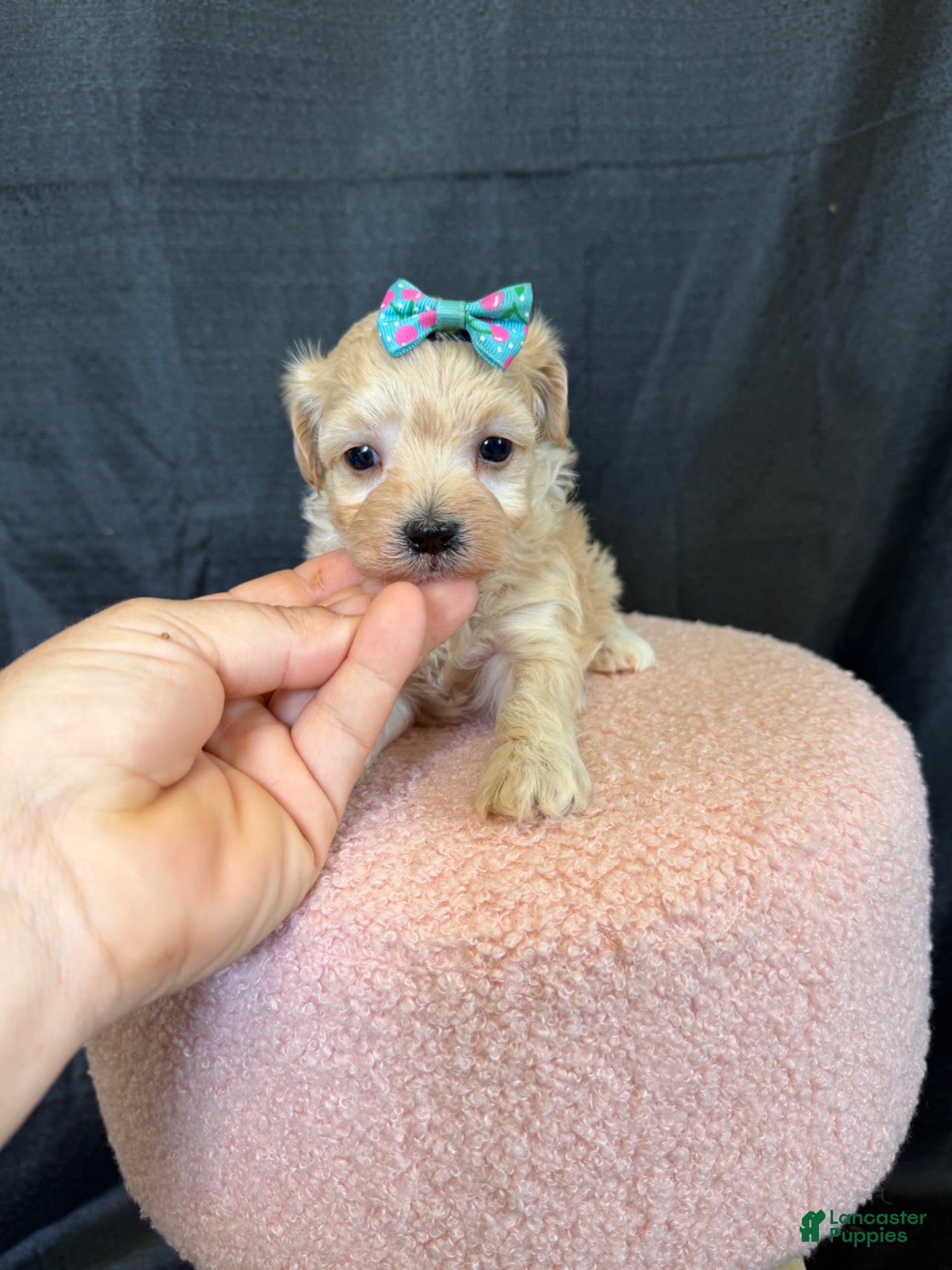 Maltipoo dogs Maltipoo! Turquoise Bow! - Ad 18