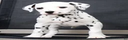 Dalmatian dogs for sale: Layla - Ad 7