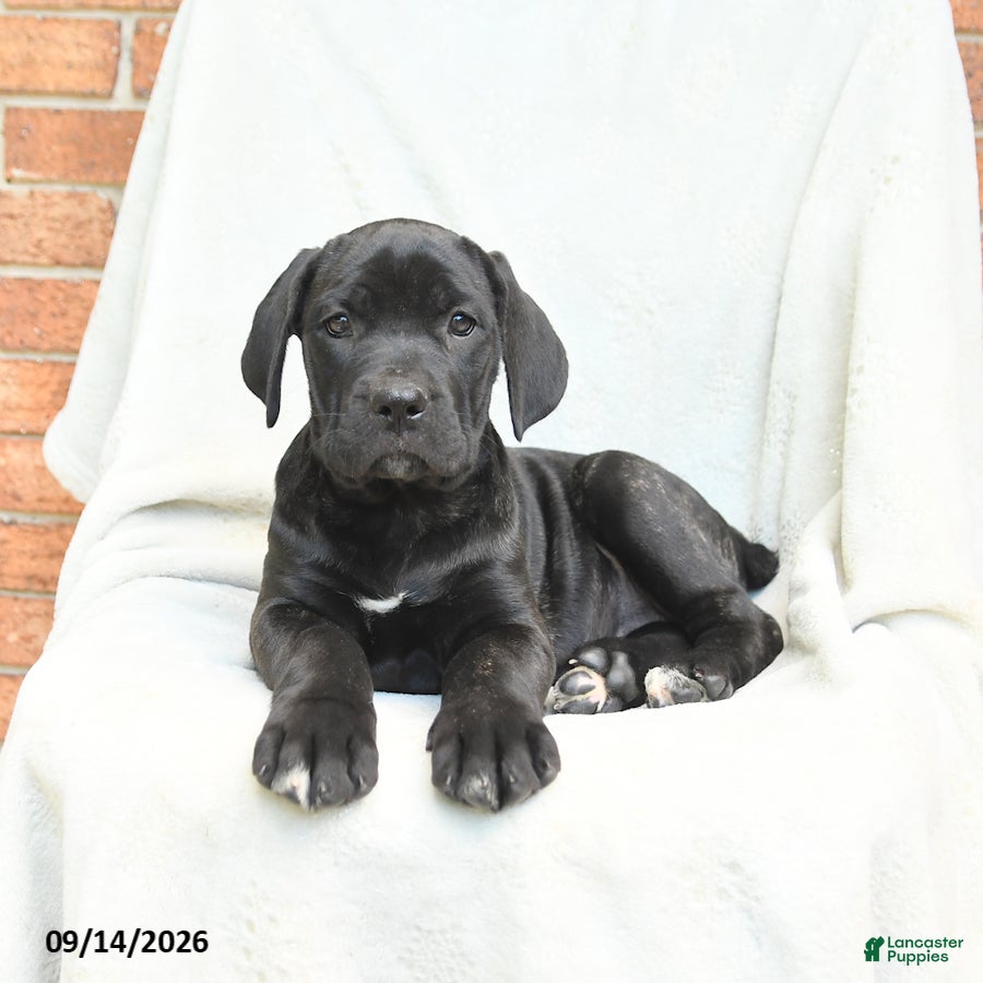 Cane Corso dogs Bella   - Ad 1