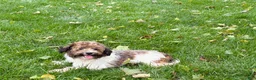 Havanese dogs for sale: Mikey - Ad 7