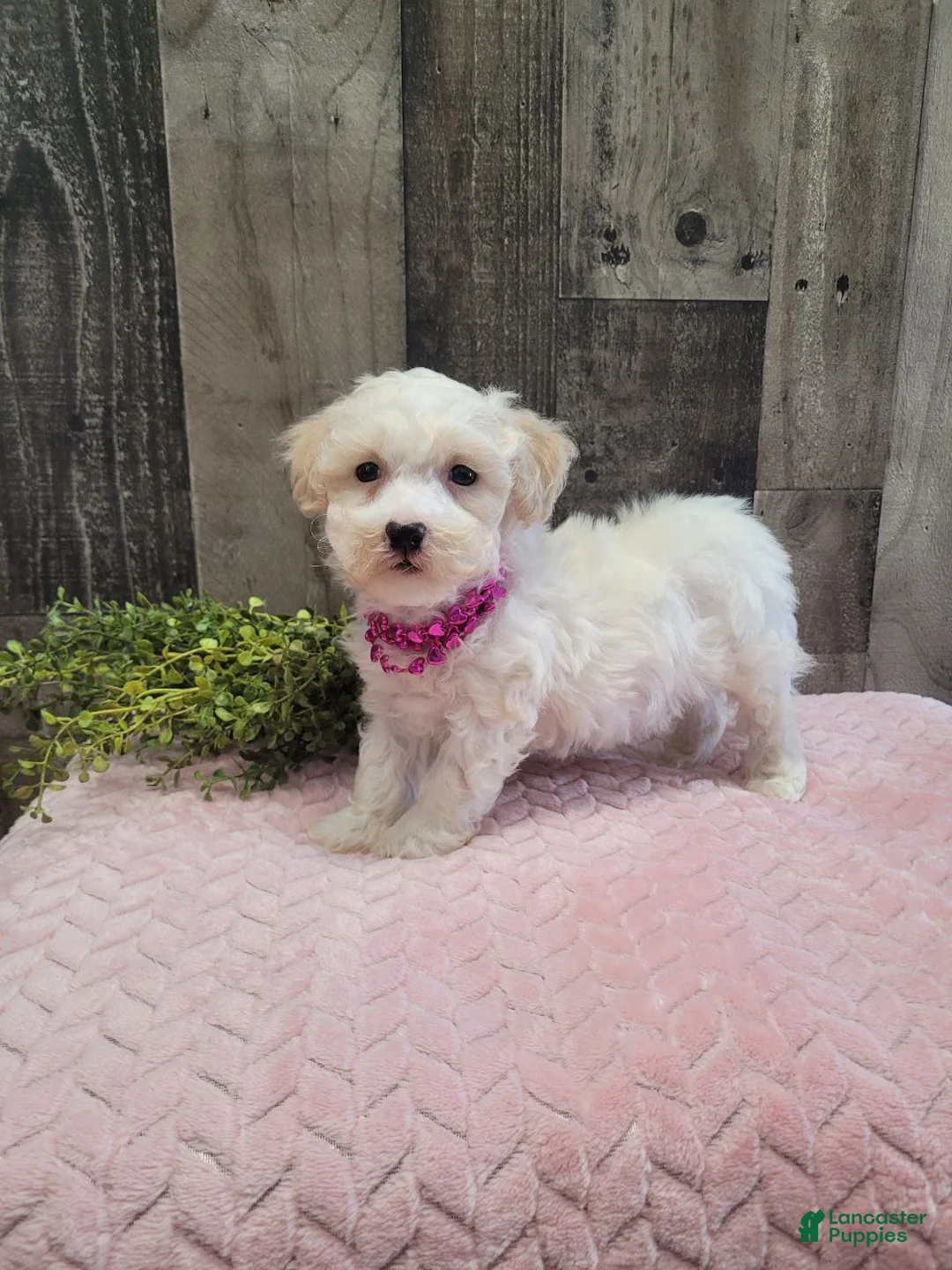 Bichpoo dogs for sale: Spice - Ad 4