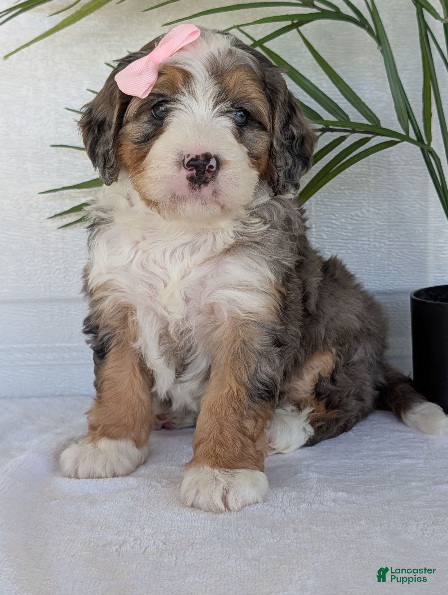 Mini Bernedoodle dogs Mini Allie  - Ad 4