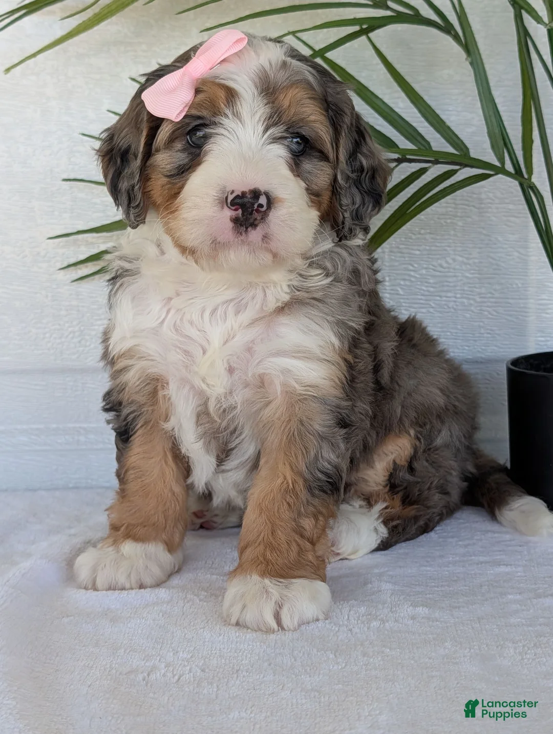 Mini Bernedoodle dogs for sale: Mini Allie  - Ad 1