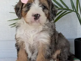Mini Bernedoodle dogs Mini Allie - Ad 4
