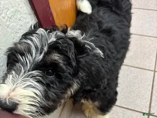 Mixed Breed dogs Garbanzo - Ad 24