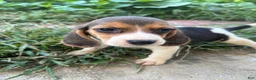 Beagle dogs for sale: Lola - Ad 3