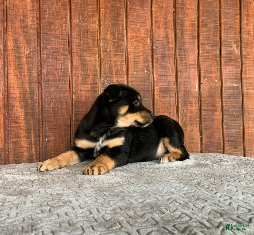 Mixed Breed dogs for sale: Jenny - Ad 4