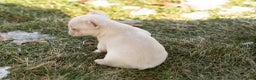 French Bulldog dogs for sale: Daryl - Ad 5