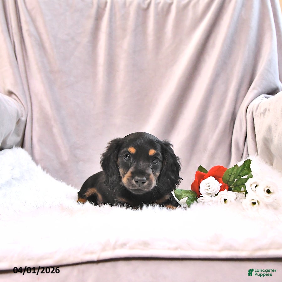 Miniature Dachshund dogs Kelsa - Ad 1