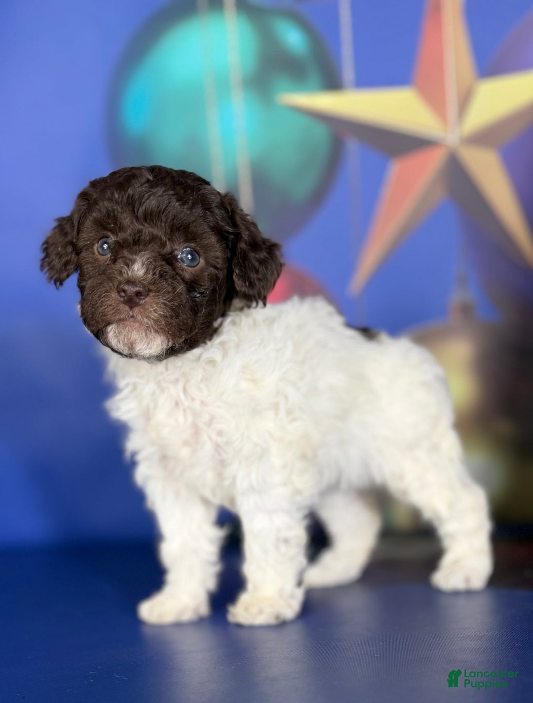 Toy Poodle dogs for sale: Aca DNA hazelnut  - Ad 1