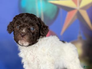Toy Poodle dogs Aca DNA hazelnut - Ad 3