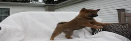 Shiba Inu dogs for sale: Keisha - Ad 3