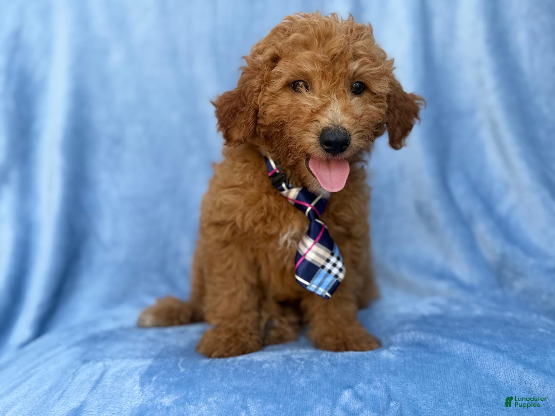 Mini Goldendoodle dogs Dash - Ad 1