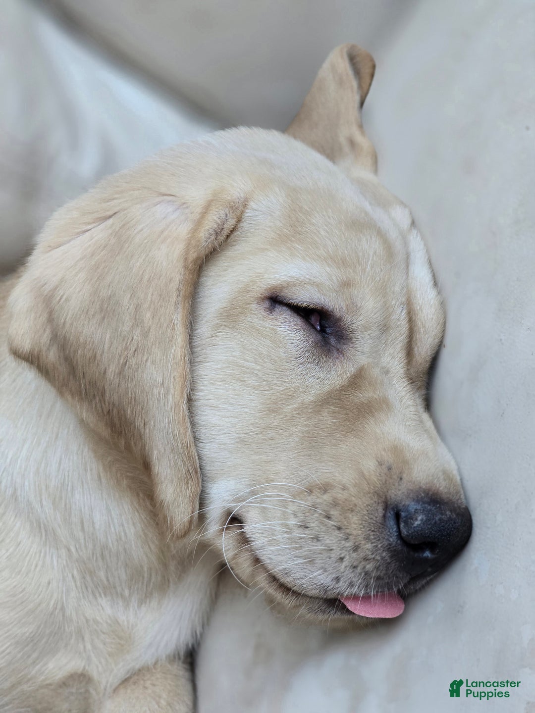 Labrador Retriever dogs for sale: Labrador Retriever Puppy 1 - Ad 5