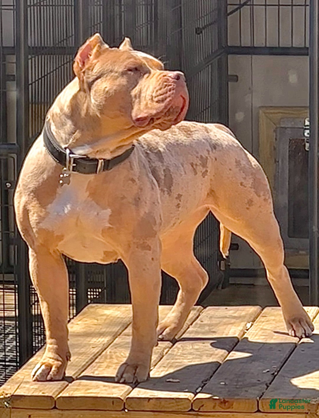 American Bully dogs for sale: Blue Moon - Ad 28