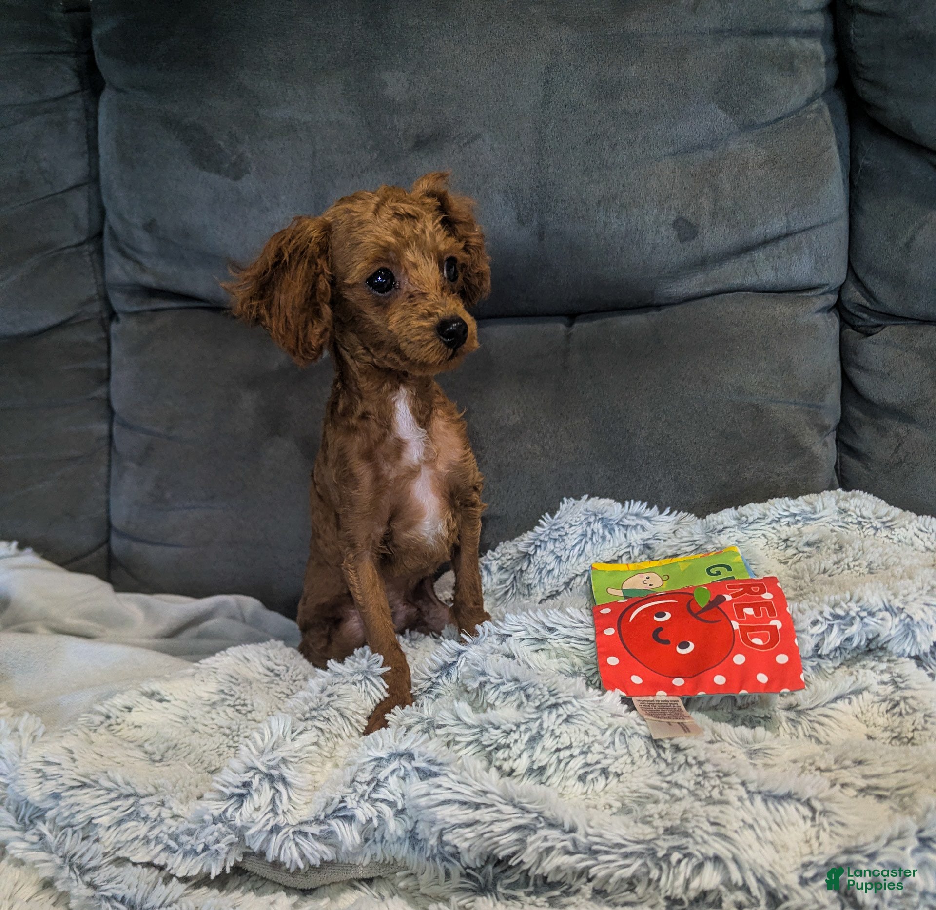 Toy Poodle dogs Gabe - Ad 2