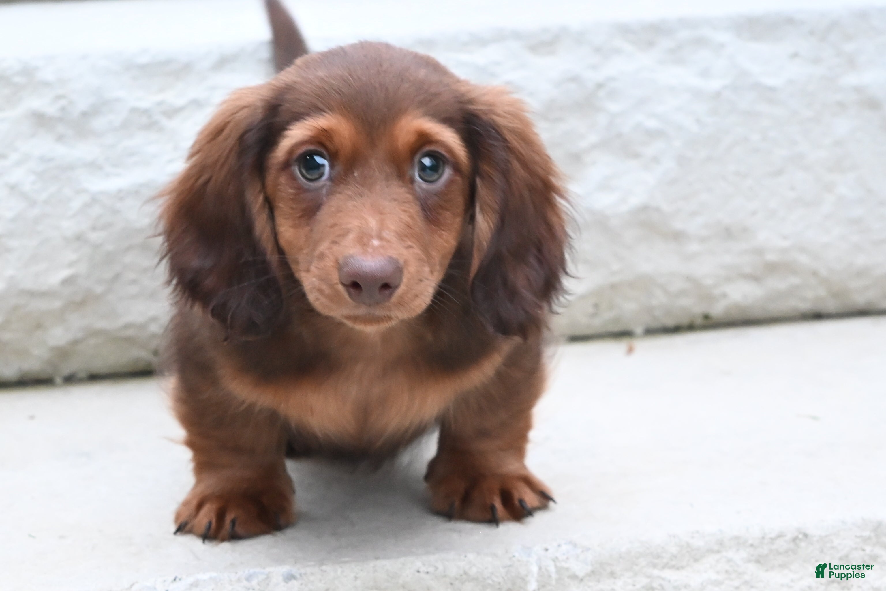 Miniature Dachshund dogs AKC Deon - Ad 1