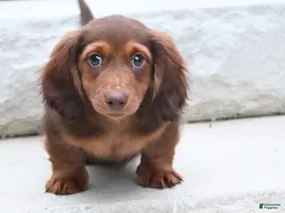 Miniature Dachshund dogs for sale: AKC Deon - Ad 3