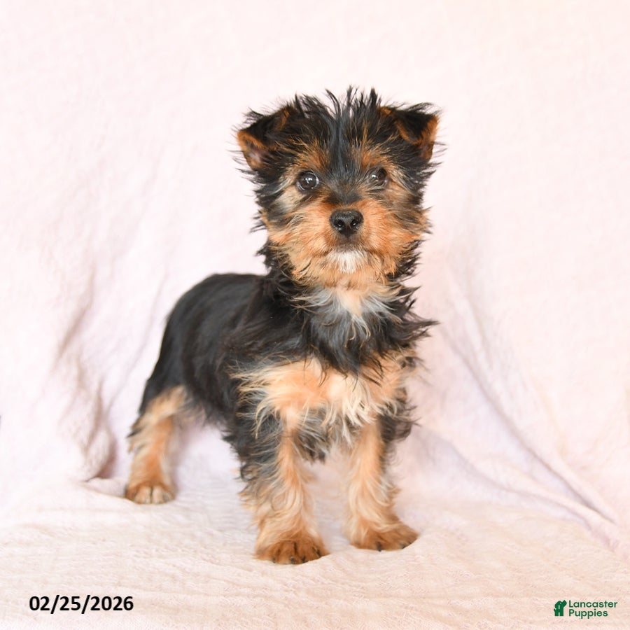 Yorkshire Terrier dogs Oliver - Ad 2
