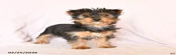 Yorkshire Terrier dogs for sale: Oliver - Ad 2